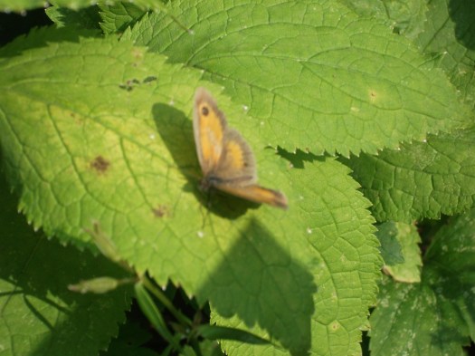 DSCF0069
