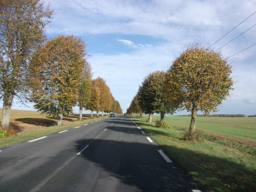 Roads and trees 1