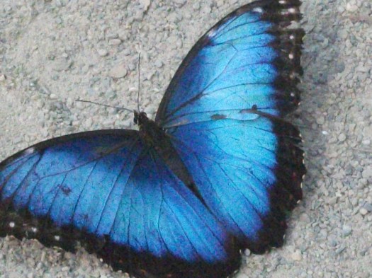Dscf0061