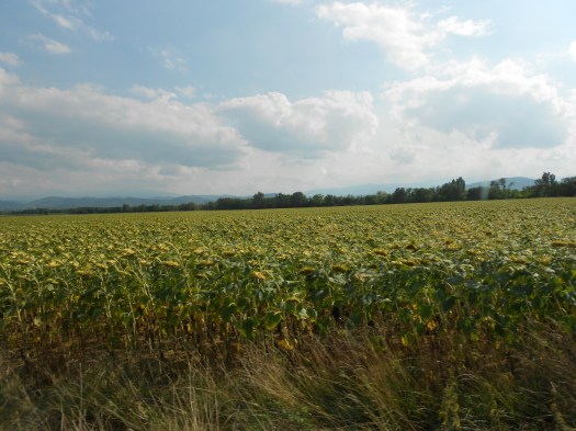 DSCN0740